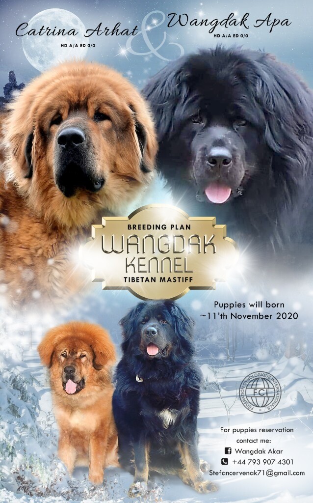 tibetan mastiff for sale gumtree